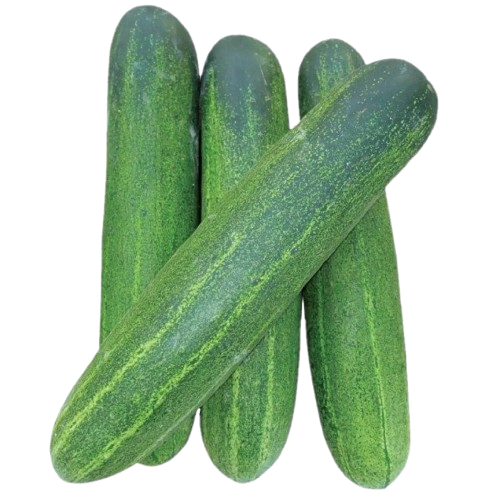 Cucumber