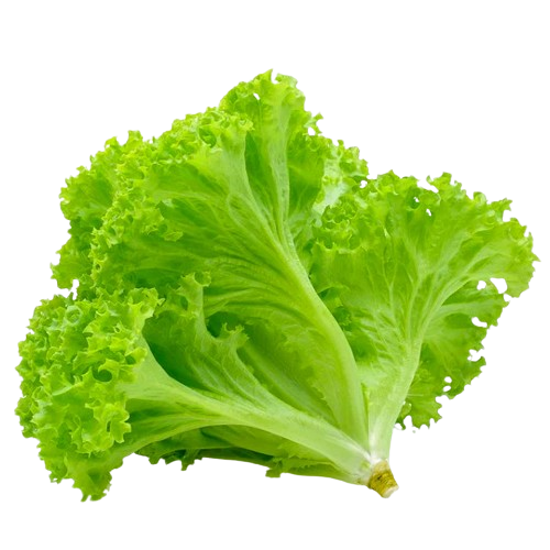 Green Lettuce