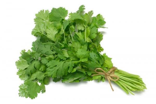 Coriander Leaves