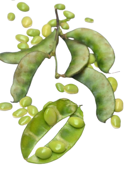 Field beans - பச்சை மொச்சை