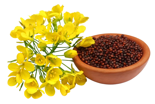 Mustard Seeds